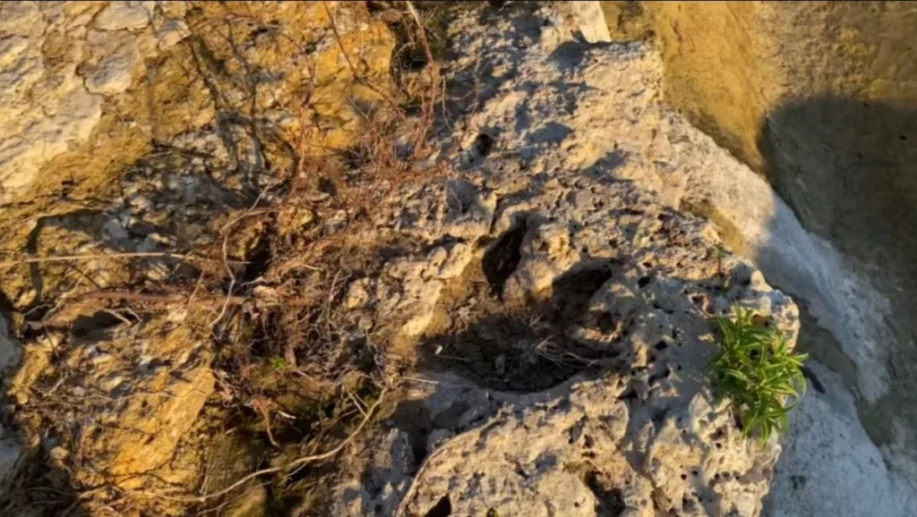 (FOTO/VIDEO) Poplave u Teksasu otkrile otiske dinosaurusa stare oko 115 miliona godina