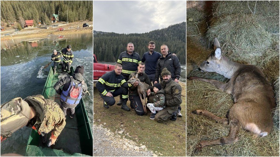 Vatrogasci spasili srnu sa zaleđenog Zminičkog jezera