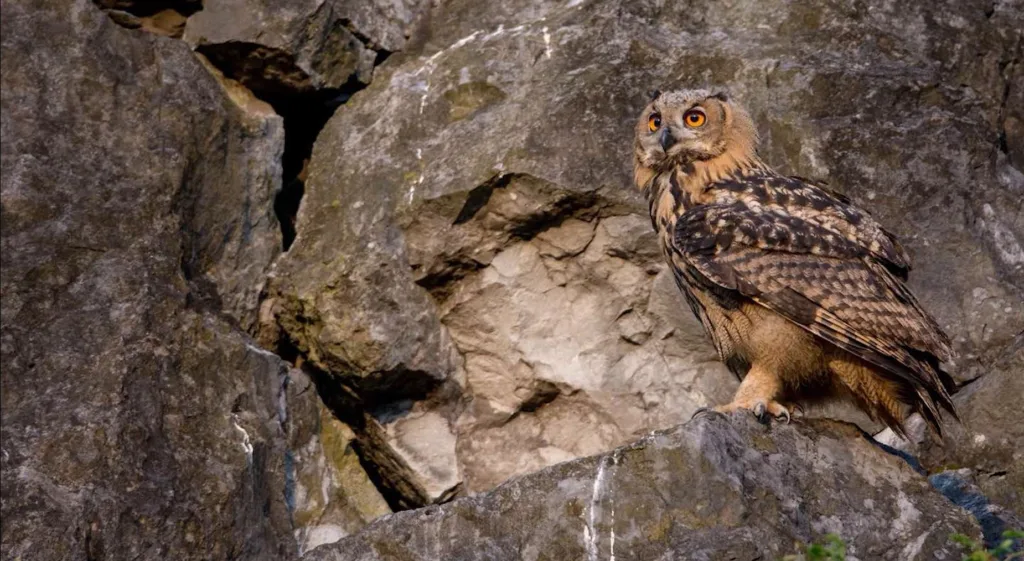 (VIDEO) Zakonom zaštićena sova ušara teško ranjena u Donjoj Gorici, spasio je mještanin