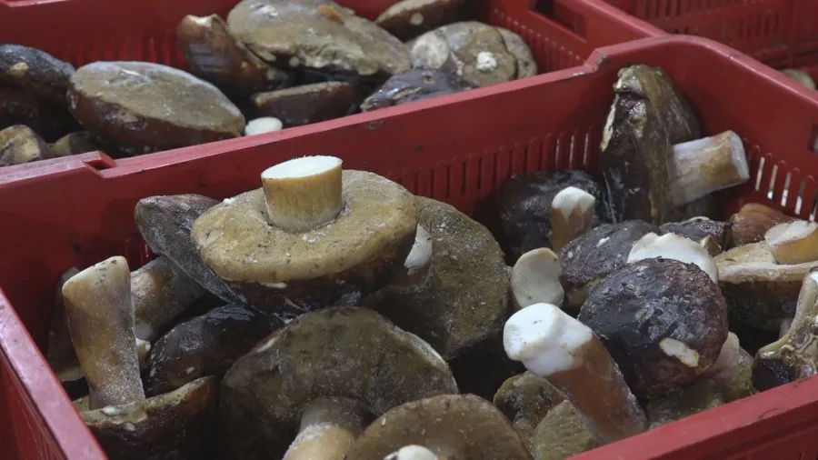 Država da pomogne izvoznike šumskih plodova