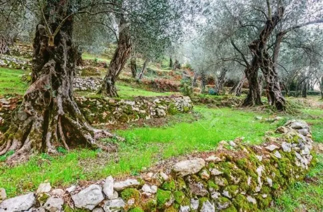 Betonizacija stigla do maslinjaka u Crnoj Gori