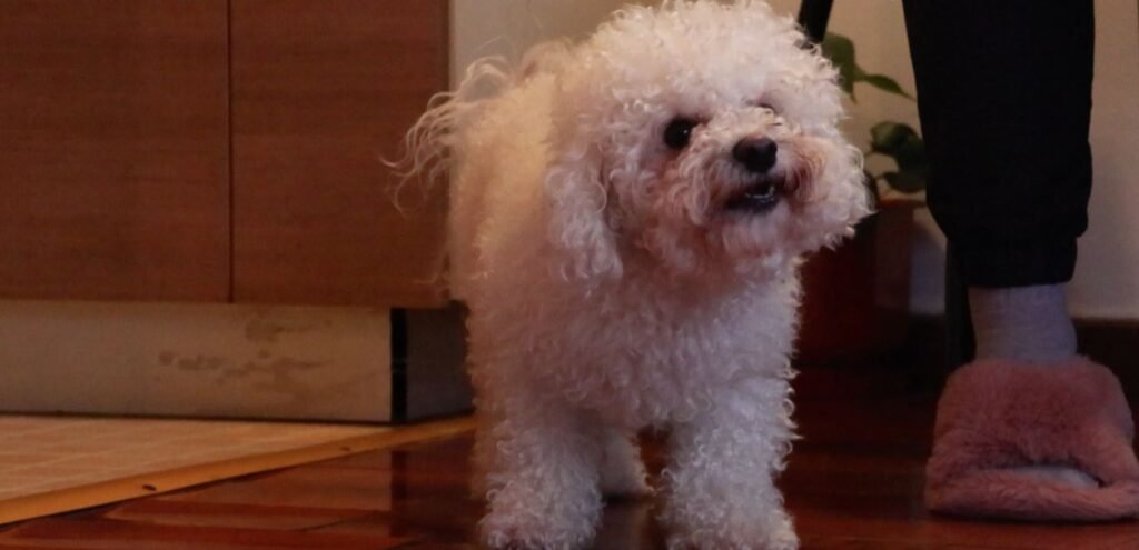 UIPGG: Administrativno izvršenje se odlaže do početka primjene nove odluke