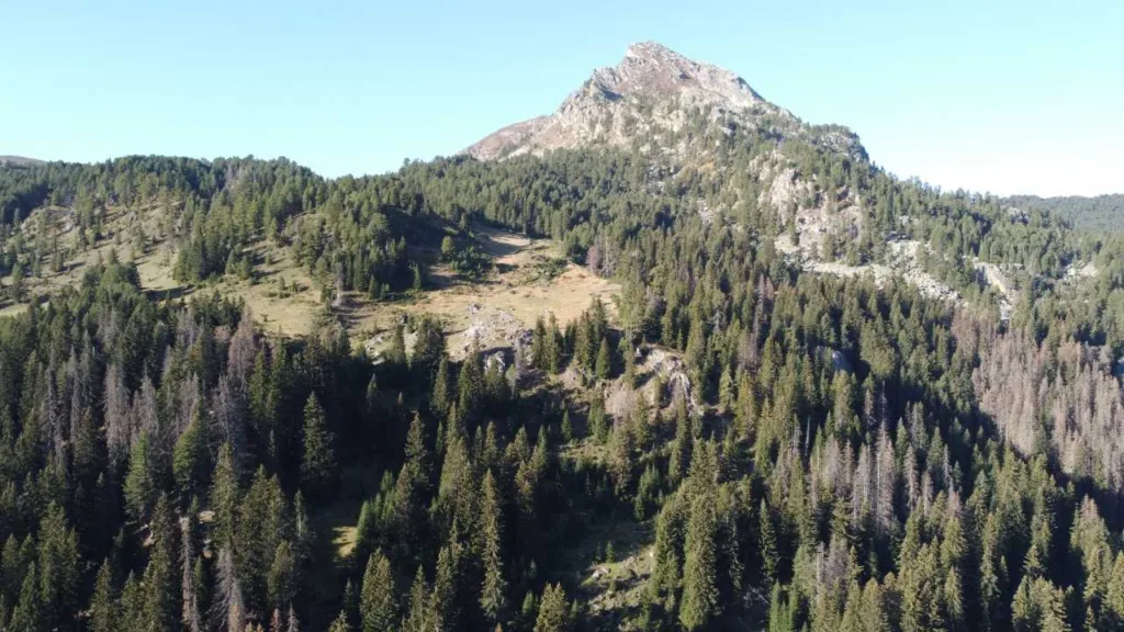 Sanitarne sječe u NP Prokletije nema već pet godina, a potkornjak ne miruje