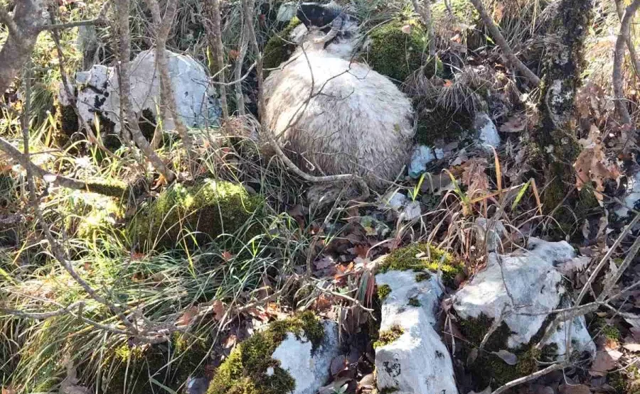 Nikšić: U Velimlju vukovi zaklali više od 20 ovaca