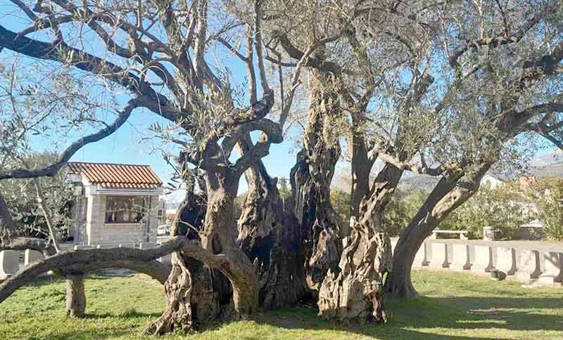 Stara Maslina slavi 2250 godina