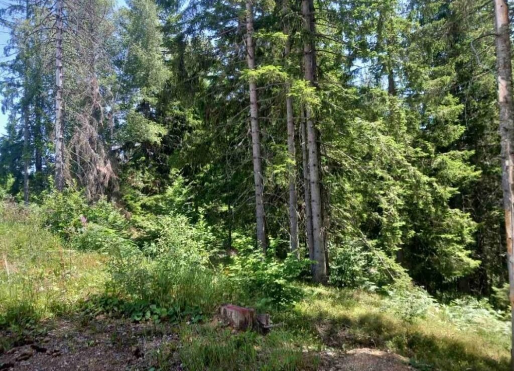 Krivična prijava protiv dvije osobe zbog šumske krađe u Bijelom Polju