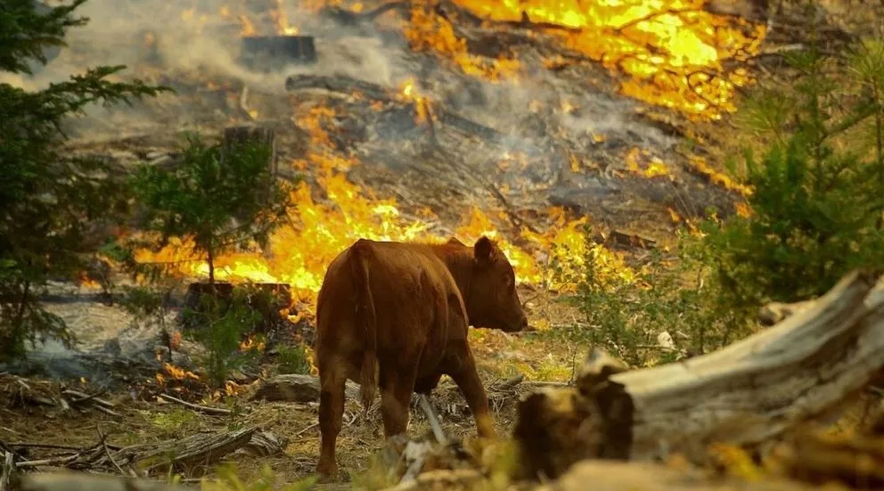 Preporuke kako sačuvati život i zdravlje životinja na gazdinstvu u uslovima požara