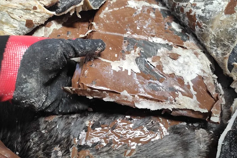 Razbijena kriminalna grupa: Kokain prenosili u kravljoj koži, zaplijenjeno više od 2.000 kilograma droge