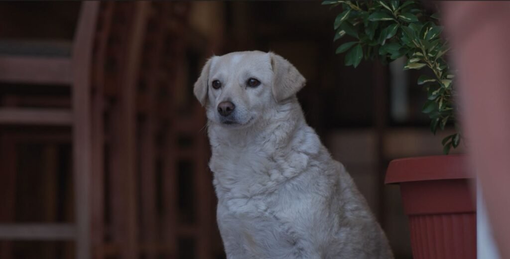 (VIDEO) Sve veći broj pasa lutalica u gradu ozbiljan problem