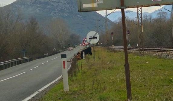 Prijatelji životinja: Udarena krava na putu od sinoć, institucije još jednom pokazale nemar