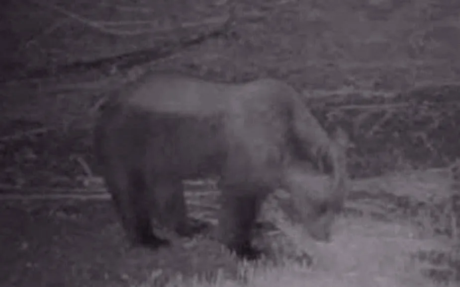 Medvjed snimljen u Zeti, lovačko društvo upozorilo mještane da budu oprezni
