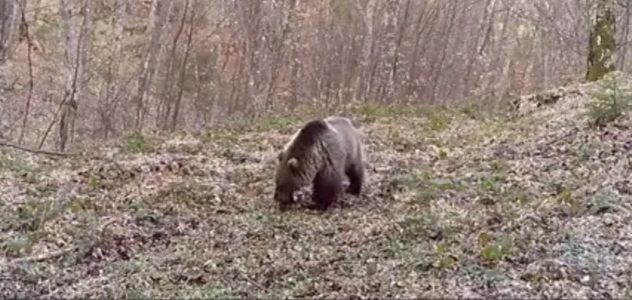Plužine: Medvjed raskopao grobove u selu Donji Unač