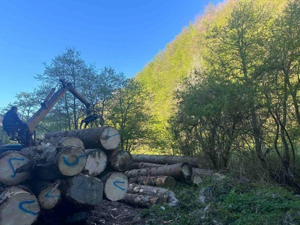 Berane: Krivična prijava protiv vlasnika pilane, izvršio nelegalnu sječu čamove građe na Jelovici