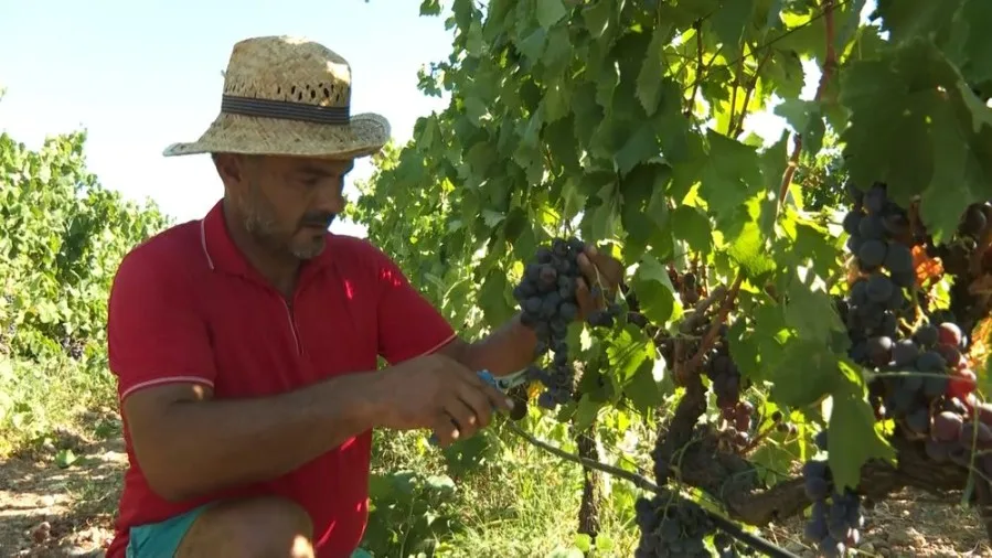 U „Plantažama“ završena berba vinskog grožđa, prinos 30 odsto veći