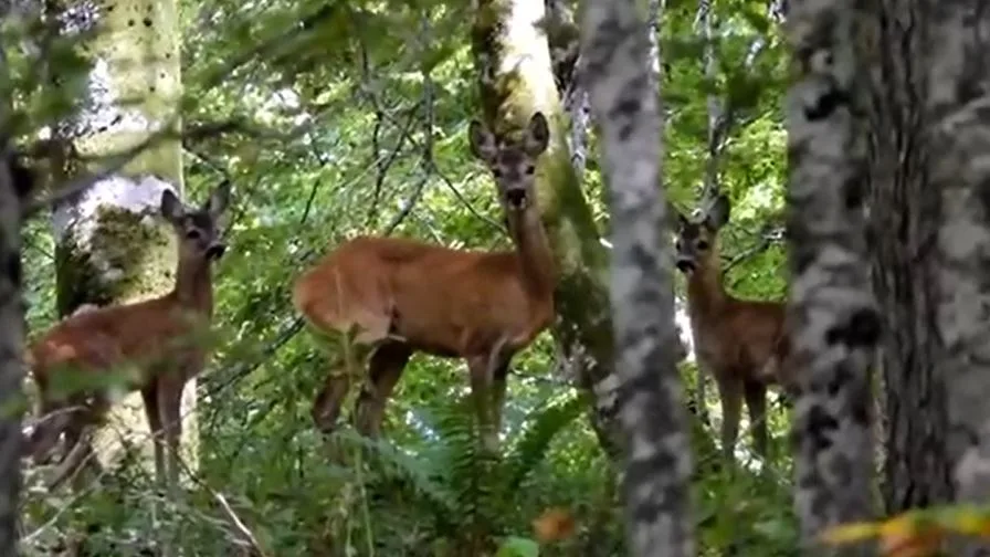 (VIDEO) Srne u NP Biogradska gora