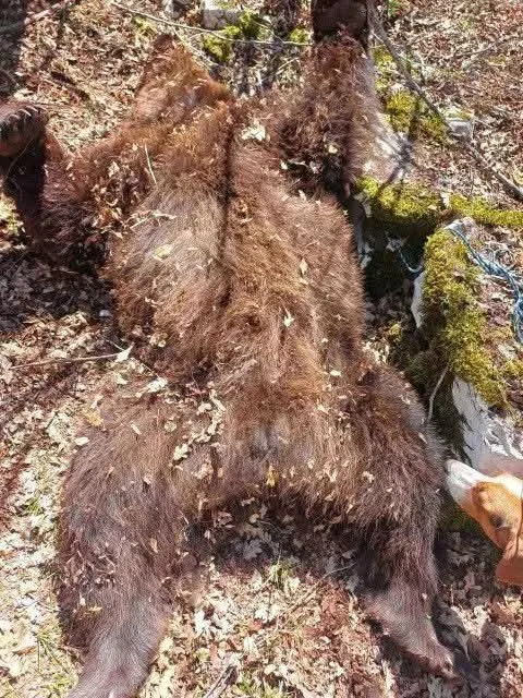 Mještani nikšićkih sela zakazali protest: “Ljude osuđuju, medvjedima se sve oprašta”