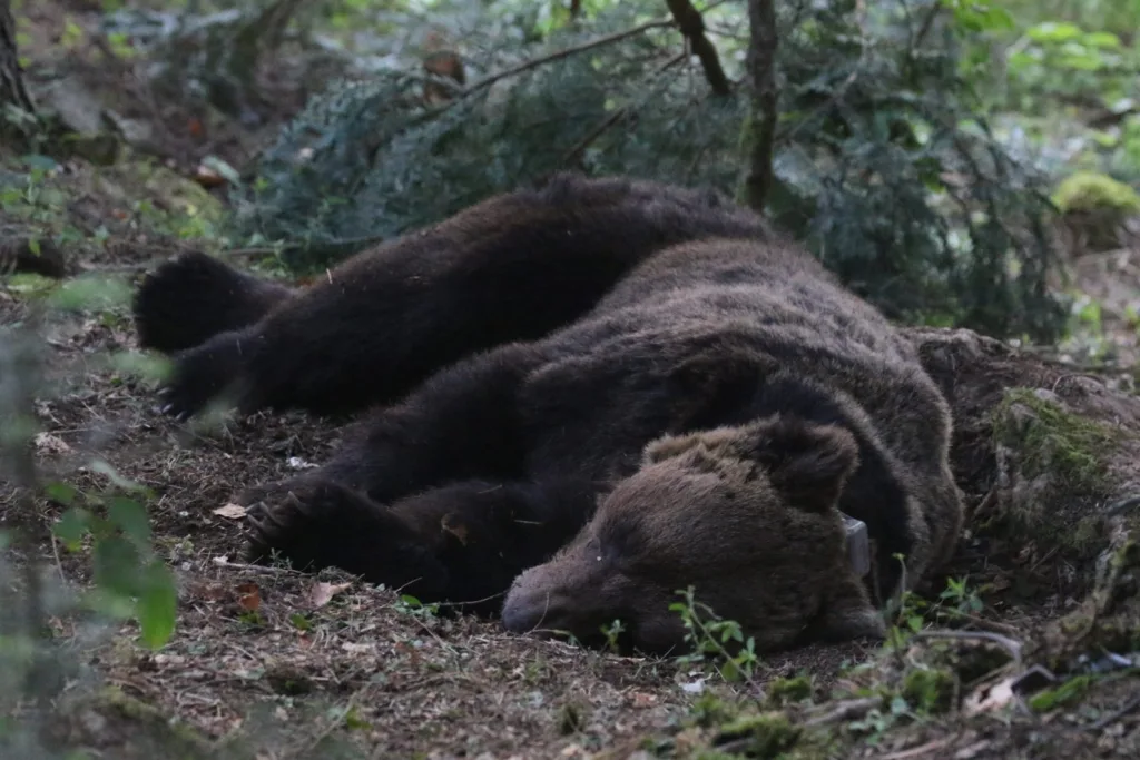 Uhvaćen i telemetrijski obilježen medvjed u NP Durmitor