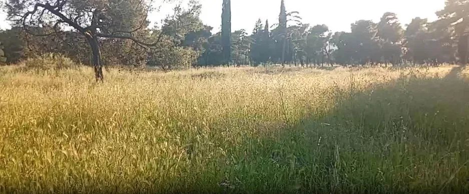 Zelenilo: Svaka površina će doći na red, ali potrebna je strpljivost