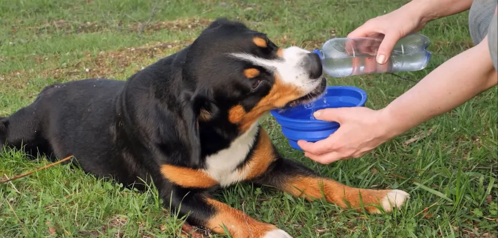 Ljeto i životinje: Savjeti veterinara za bezbjedne vruće dane