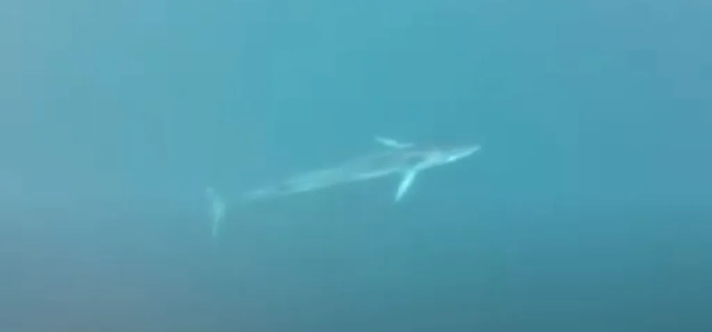 (VIDEO) Kit snimljen u Dobrim Vodama