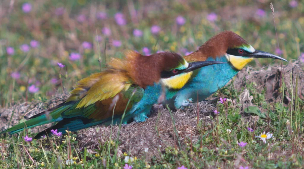 CZIP: Crna Gora dobija zvaničnu aplikaciju i portal za ptice