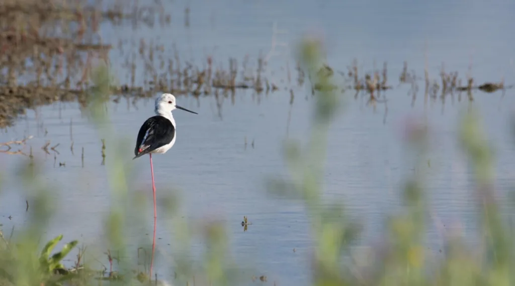 Potpisan ugovor o osnivanju preduzeća koje će upravljati Parkom prirode Ulcinjska solana