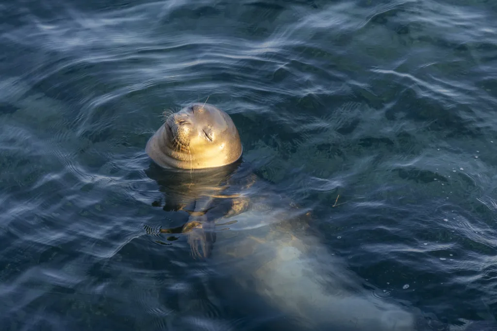 CZIP otvorio konkurs za umjetnike: “Morska priča – Sredozemna medvjedica u glavnoj ulozi”