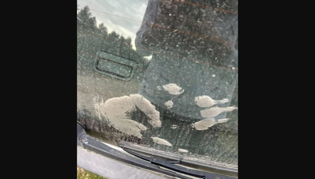 Žabljačanka izbjegla medvjeda, ostavio otisak šape na automobilu