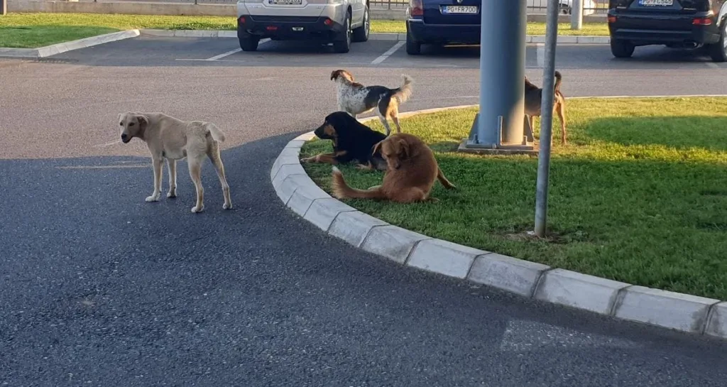 Na Tuškom putu otrovano više pasa, među njima i vlasnički ljubimci: “Nadležne institucije moraju biti aktivnije i efikasnije”