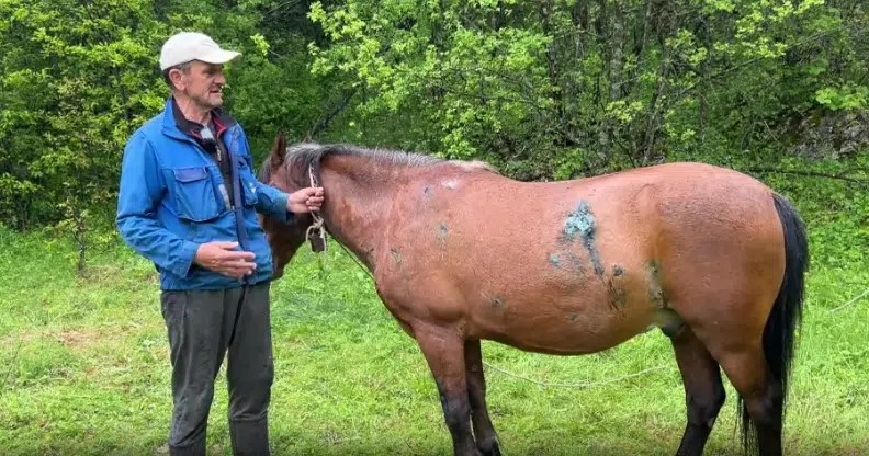 Medvjedi napali konje u selu Pišteta