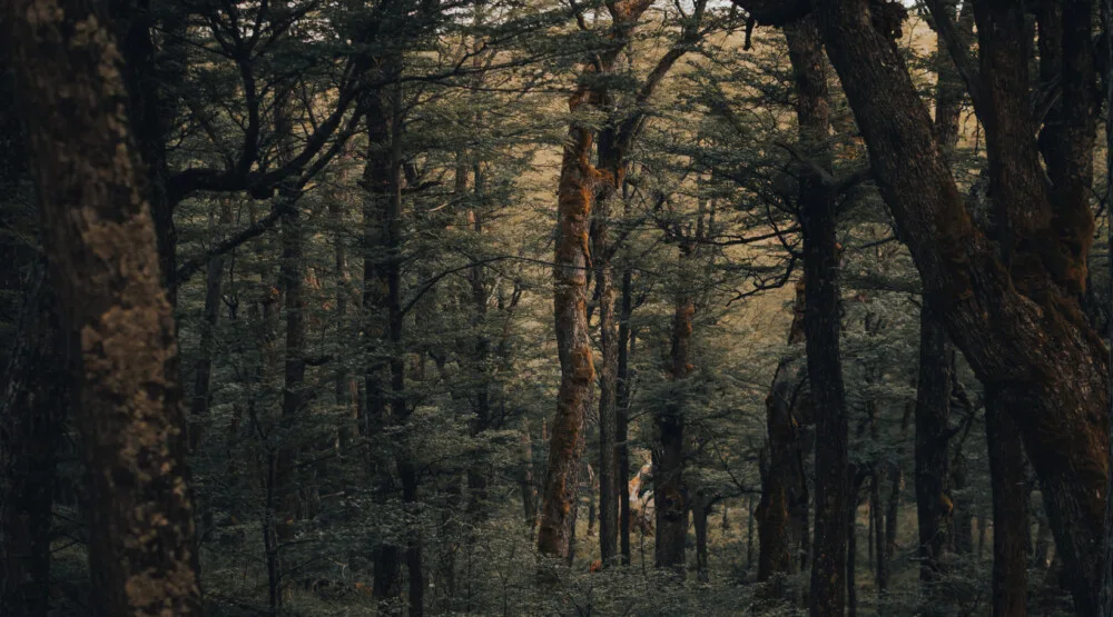 Udruženje Korina: Slobodna zona u Nikšiću ni blizu završena, ne najavljivati njeno brzo otvaranje zbog izbora