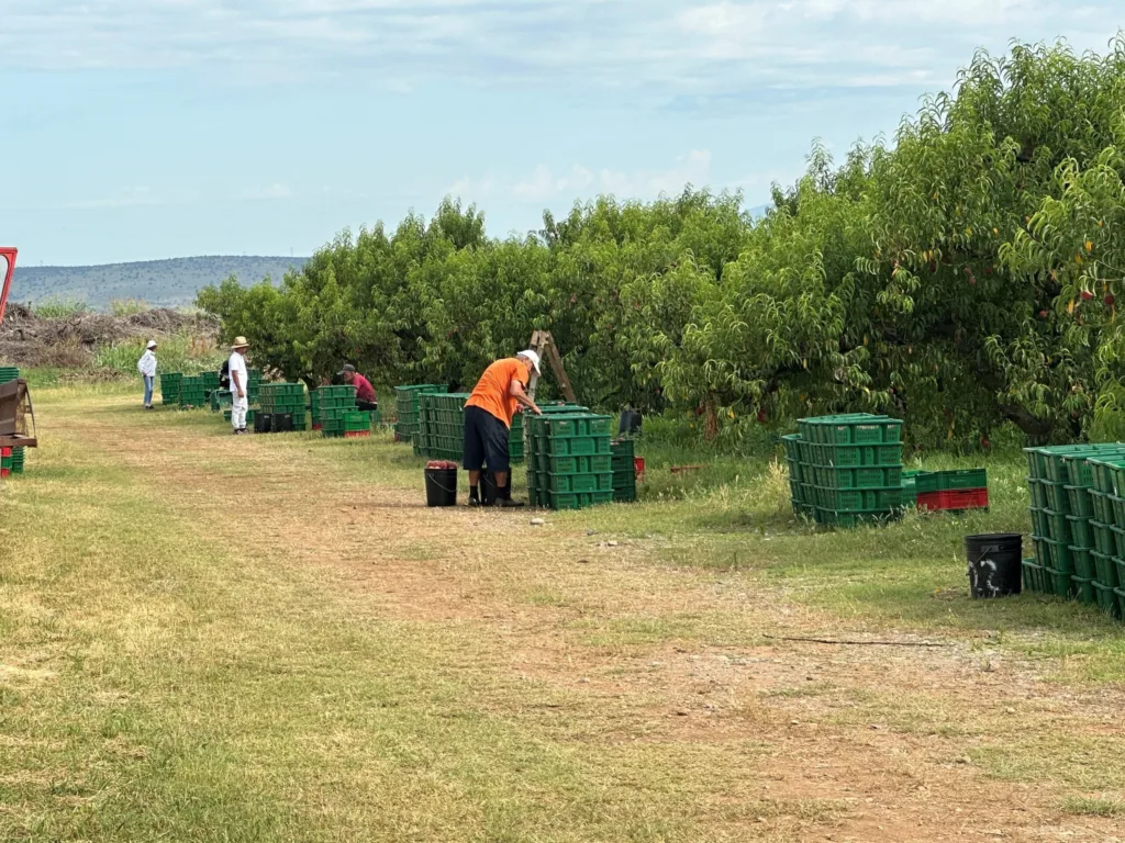 Nakon pet godina Plantaže pozitivne: Prihodi 35 miliona eura – najveći u posljednjih 10 godina