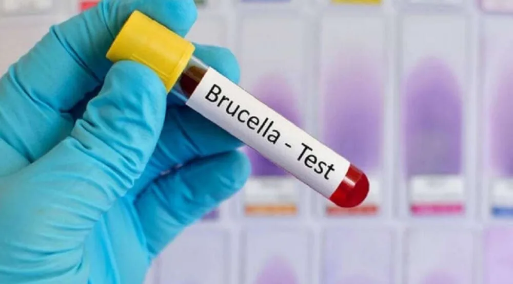 Zarazna bolest u regionu: Vogošća proglasila vanredno stanje zbog bruceloze