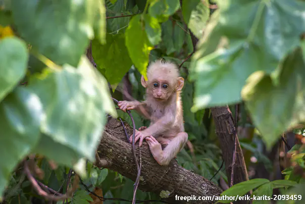 Krijumčarili mladunčad majmuna u donjem vešu