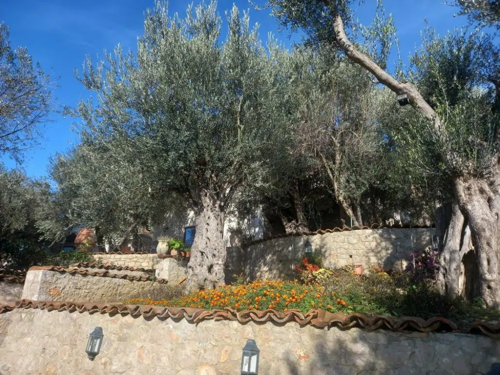 Za gradnju u maslinjacima kazna do 20.000 eura