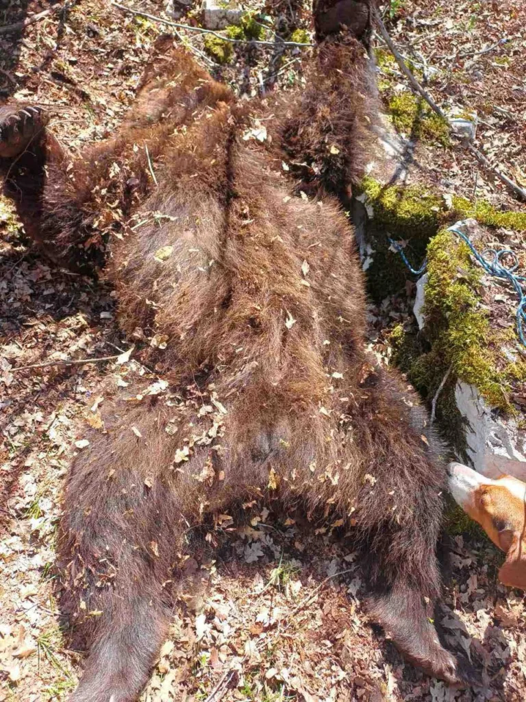 Nikšić: Uhapšene četiri osobe osumnjičene da su ubile medvjeda
