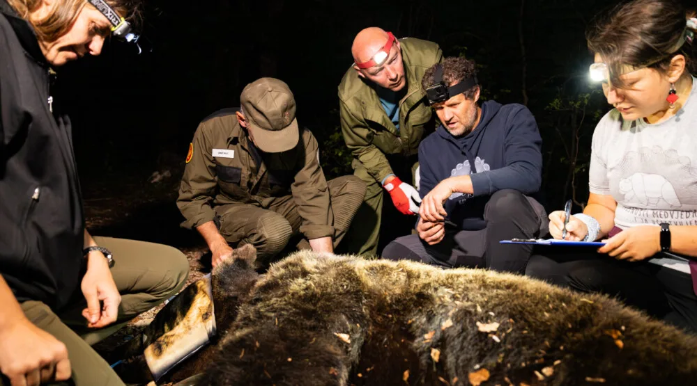 Uhvaćen i telemetrijski obilježen još jedan medvjed u NP Durmitor