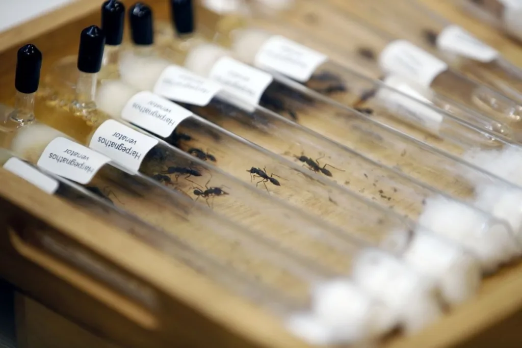 Tinejdžeri iz Belgije uhapšeni zbog švercovanja 5000 mrava