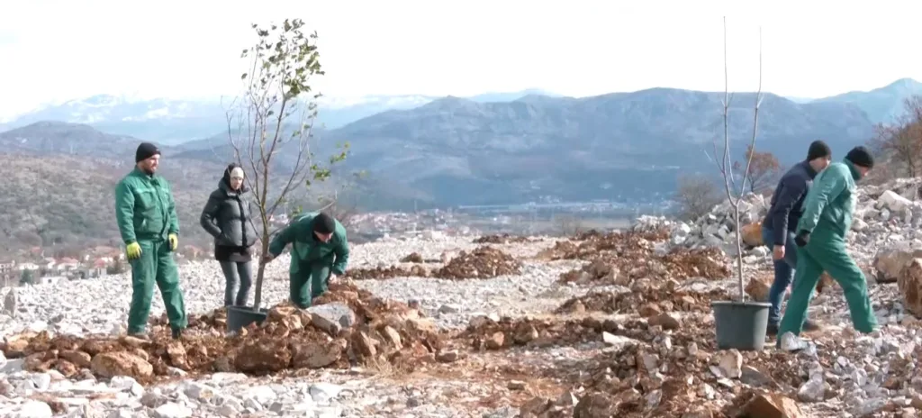 (VIDEO) Obnova zelenih površina izgorjelih u Piperima: Zelenilo doniralo 7.000 sadnica crnog bora i 45 sadnica drveća