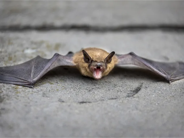 Rijetki, ali smrtonosni virus od ugriza zaraženog šišmiša