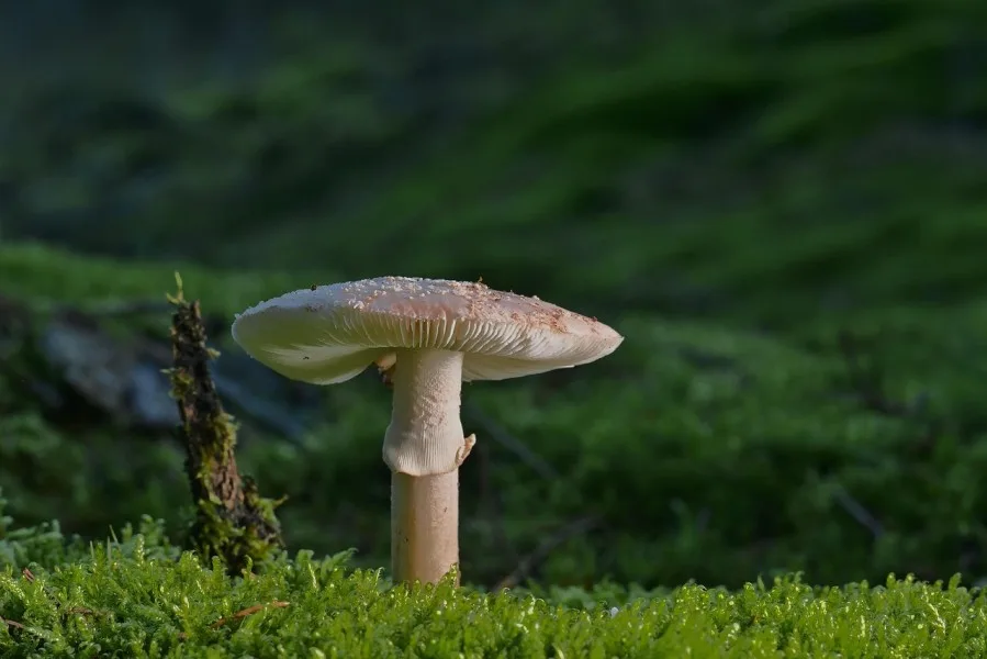Smrčak počeo, proizvođači obaraju cijene