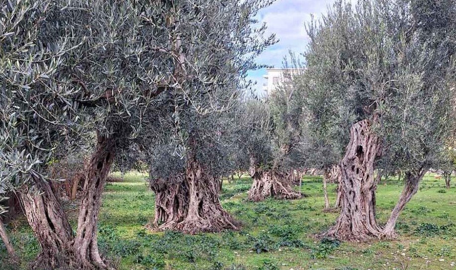 Izvršena procjena starosti drevnog maslinjaka iza zgrade Opštine Bar, jedno stablo staro 924 godine