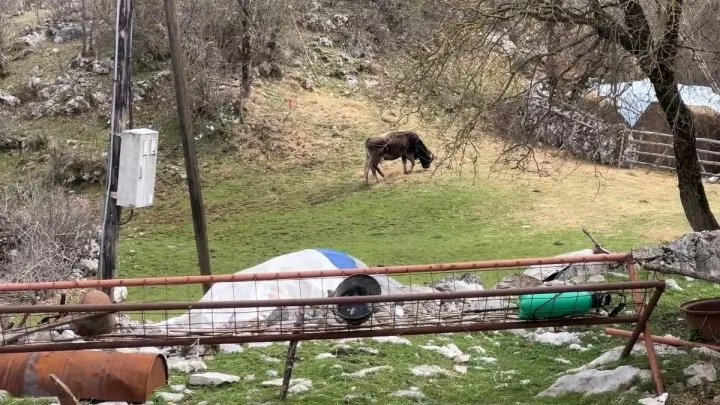 Lovci traže da se medvjed skine sa liste strogo zaštićenih životinja, iz Agencije negoduju