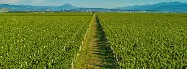 Podrška investicijama u vinogradarstvu