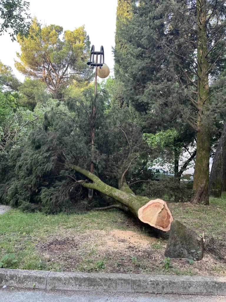 Sječa čempresa u Podgorici: Dok se čeka reakcija nadležnih, građani na straži