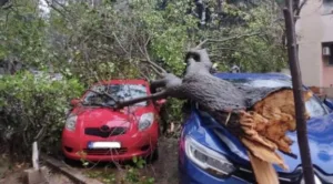 (FOTO) Uklonjeno oboreno stablo sa Bulevara Ivana Crnojevića: Oštećeni automobili